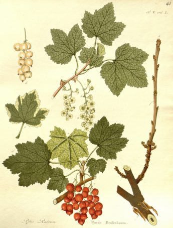 ŽIREK - šumski čovjek i dobri duh zagorskih brega